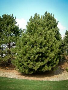 Сосна Чёрная (Pinus Nigra) купить по цене от 270.00р. в интернет-магазине «Посадика» с доставкой почтой в в Кизеле и по всей России – [изображение №1].