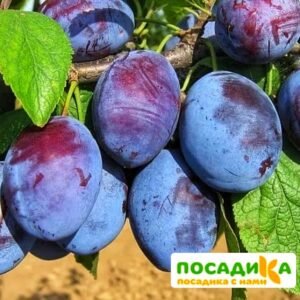 Слива Чачакская ранняя купить по цене от 229.00р. в интернет-магазине «Посадика» с доставкой почтой в в Кизеле и по всей России – [изображение №1].