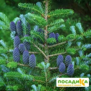 Пихта корейская (Abies koreana) купить по цене от 450.00р. в интернет-магазине «Посадика» с доставкой почтой в в Кизеле и по всей России – [изображение №1].