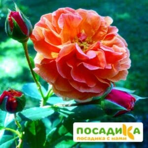 Роза Арабия купить по цене от 350.00р. в интернет-магазине «Посадика» с доставкой почтой в в Кизеле и по всей России – [изображение №1].