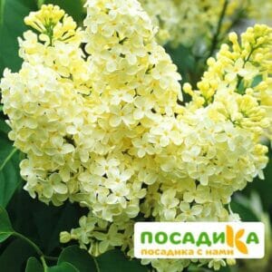 Сирень Примроуз (Primrose) купить по цене от 529.00р. в интернет-магазине «Посадика» с доставкой почтой в в Кизеле и по всей России – [изображение №1].