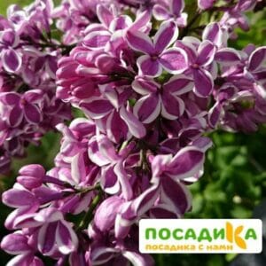 Сирень Сенсация купить по цене от 529.00р. в интернет-магазине «Посадика» с доставкой почтой в в Кизеле и по всей России – [изображение №1].