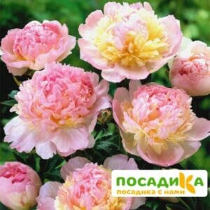 Пион Распберри Сандей (Paeonia Raspberry Sundae) купить по цене от 959р. в интернет-магазине «Посадика» с доставкой почтой в в Кизеле и по всей России – [изображение №1].