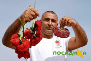 Клубника Гигант Джорнея купить по цене от 266р. в интернет-магазине «Посадика» с доставкой почтой в в Кизеле и по всей России – [изображение №1].