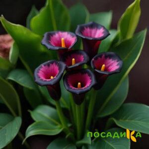 Калла Аура Лейс купить по цене от 400р. в интернет-магазине «Посадика» с доставкой почтой в в Кизеле и по всей России – [изображение №1].