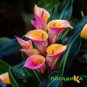 Калла Оникс купить по цене от 450р. в интернет-магазине «Посадика» с доставкой почтой в в Кизеле и по всей России – [изображение №1].