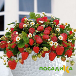 Клубника Рубиновый Шепот (горшечная) купить по цене от 240р. в интернет-магазине «Посадика» с доставкой почтой в в Кизеле и по всей России – [изображение №1].