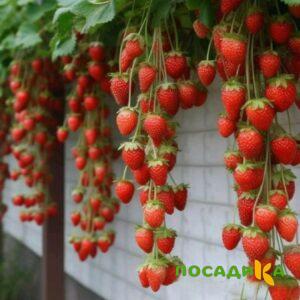 Клубника вьющаяся Комплимент купить по цене от 470р. в интернет-магазине «Посадика» с доставкой почтой в в Кизеле и по всей России – [изображение №1].