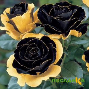 Роза Ханни Сикл купить по цене от 700р. в интернет-магазине «Посадика» с доставкой почтой в в Кизеле и по всей России – [изображение №1].