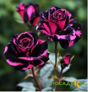 Роза Багровый Шепот купить по цене от 366р. в интернет-магазине «Посадика» с доставкой почтой в в Кизеле и по всей России – [изображение №1].