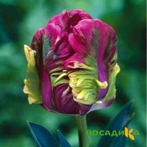 Тюльпан Экзотик Хэвен купить по цене от 186р. в интернет-магазине «Посадика» с доставкой почтой в в Кизеле и по всей России – [изображение №1].