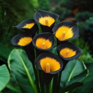 Калла Легато купить по цене от 620р. в интернет-магазине «Посадика» с доставкой почтой в в Кизеле и по всей России – [изображение №1].