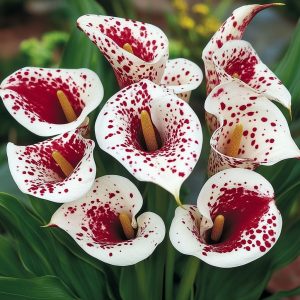 Калла Эмпайр купить по цене от 302р. в интернет-магазине «Посадика» с доставкой почтой в в Кизеле и по всей России – [изображение №1].