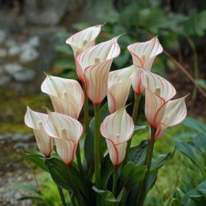 Калла Глейшер купить по цене от 299р. в интернет-магазине «Посадика» с доставкой почтой в в Кизеле и по всей России – [изображение №1].