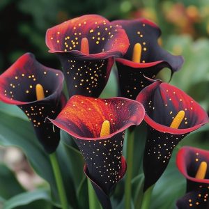 Калла Нуар купить по цене от 299р. в интернет-магазине «Посадика» с доставкой почтой в в Кизеле и по всей России – [изображение №1].