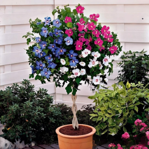 Гибискус-Дерево Триколор купить по цене от 289р. в интернет-магазине «Посадика» с доставкой почтой в в Кизеле и по всей России – [изображение №1].