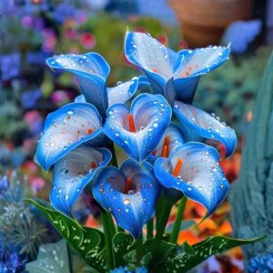 Калла Портрейт купить по цене от 292р. в интернет-магазине «Посадика» с доставкой почтой в в Кизеле и по всей России – [изображение №1].