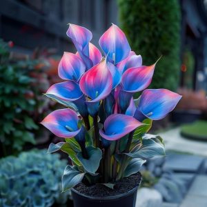 Калла Импрессия купить по цене от 590р. в интернет-магазине «Посадика» с доставкой почтой в в Кизеле и по всей России – [изображение №1].