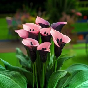 Калла Энигма купить по цене от 291р. в интернет-магазине «Посадика» с доставкой почтой в в Кизеле и по всей России – [изображение №1].