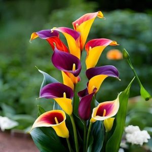 Калла Кристалл купить по цене от 450р. в интернет-магазине «Посадика» с доставкой почтой в в Кизеле и по всей России – [изображение №1].