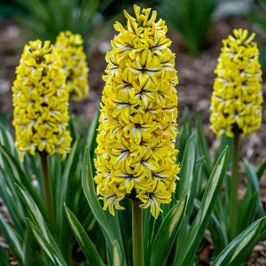 Гиацинт Сансет Голд купить по цене от 2099р. в интернет-магазине «Посадика» с доставкой почтой в в Кизеле и по всей России – [изображение №1].