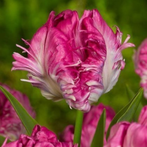 Тюльпан махровый Кул Кристал купить по цене от 400р. в интернет-магазине «Посадика» с доставкой почтой в в Кизеле и по всей России – [изображение №1].