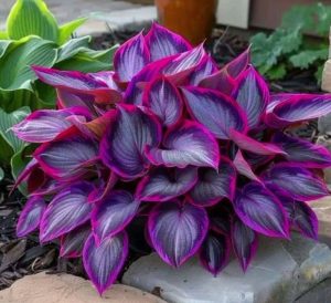 Хоста Сикрет Гарденс купить по цене от 549р. в интернет-магазине «Посадика» с доставкой почтой в в Кизеле и по всей России – [изображение №1].