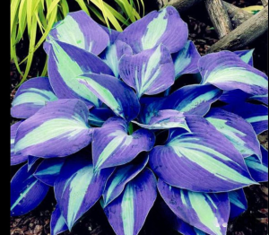 Хоста Аурелия купить по цене от 450р. в интернет-магазине «Посадика» с доставкой почтой в в Кизеле и по всей России – [изображение №1].