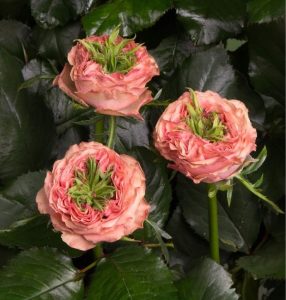 Роза Амбер Инчант купить по цене от 495р. в интернет-магазине «Посадика» с доставкой почтой в в Кизеле и по всей России – [изображение №1].