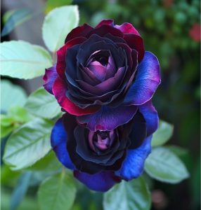 Роза Скарлет Рэвери купить по цене от 489р. в интернет-магазине «Посадика» с доставкой почтой в в Кизеле и по всей России – [изображение №1].