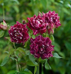 Роза Опаловый Пейзаж купить по цене от 490р. в интернет-магазине «Посадика» с доставкой почтой в в Кизеле и по всей России – [изображение №1].