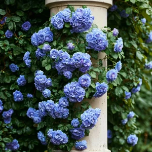 Роза плетистая Блю Перпл купить по цене от 540р. в интернет-магазине «Посадика» с доставкой почтой в в Кизеле и по всей России – [изображение №1].